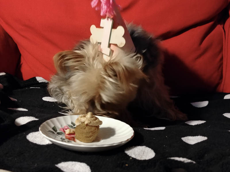 Yorkie in a party hat with a cupcake